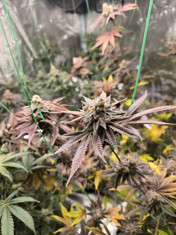 Acapulco Gold  — harvest, day 121