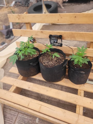 Making Crosses  — vegetative, day 54