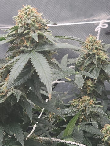 Critical Kush — flower, day 125