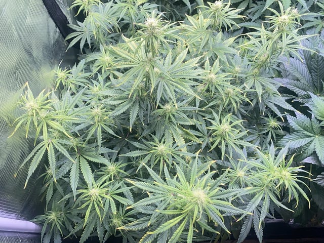 Auto Run #1 2025-2026 — flower, day 63