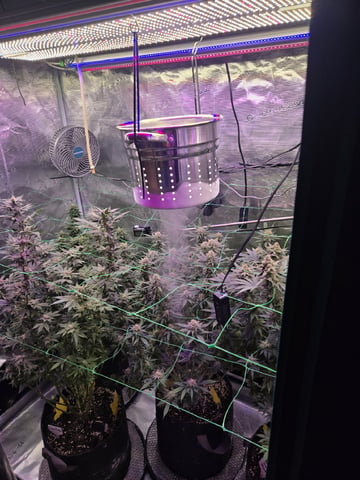 4 strains in 1 tent — flower, day 104