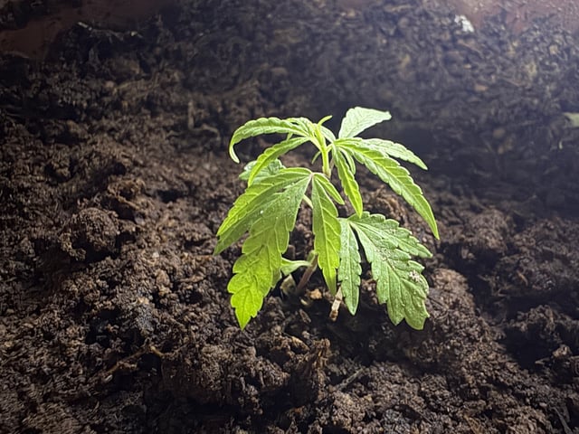 303 002 — grow_setup, day 1