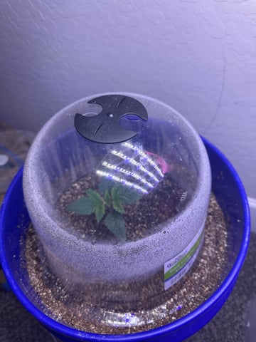 Grow#2 — seedling_rooting, day 5
