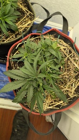 August Grow — flower, day 33