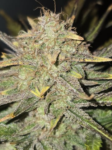 Autos AGAIN — flower, day 97