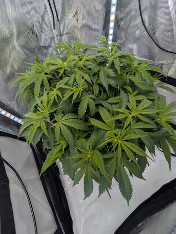 C99 CloneWars! — vegetative, day 26
