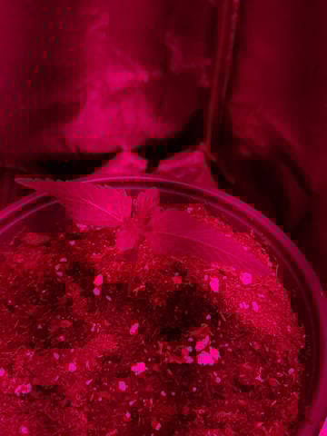 II — vegetative, day 5