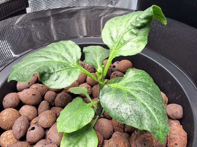 JALAPEÑO 🌶 — vegetative, day 54
