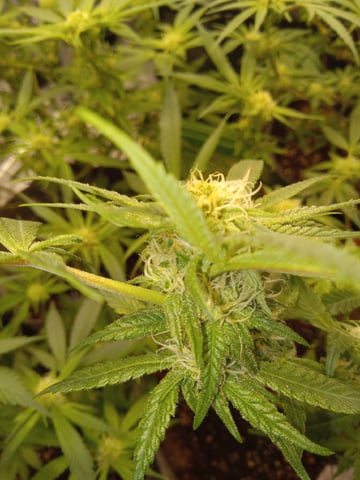 Blueberry critical kush x purple peyote wifi  and one L.a kush cake . — seedling_rooting, day 13