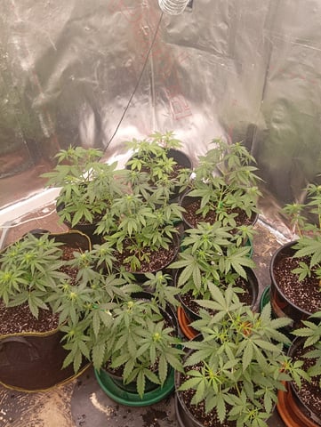 4 Different Kinds Of Autos  — flower, day 38