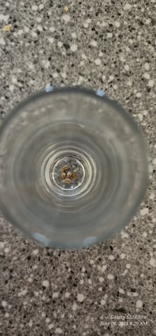 Pez Mints Breeding Session — germination, day 57