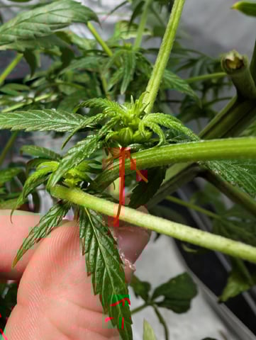 Black African Magic feminization  — flower, day 36