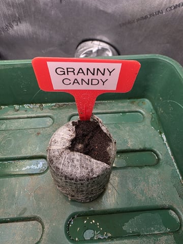 Granny Candy and PLCG — germination, day 5