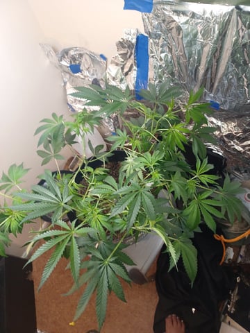 Poor Ivory — vegetative, day 79