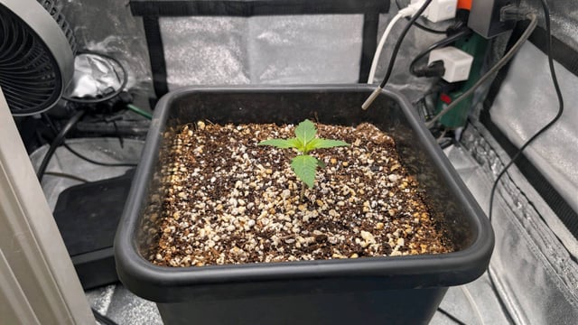 Grow 2 — germination, day 20