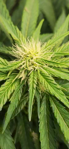 FastBuds Trainwreck Auto — flower, day 47