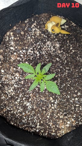 Strawberry Cheesecake Seedsman Seeds Autoflowers x2 — seedling_rooting, day 13