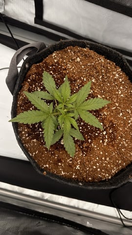 Autos: Banana Purple Punch (1)  & Guava Fig (2) — flower, day 47