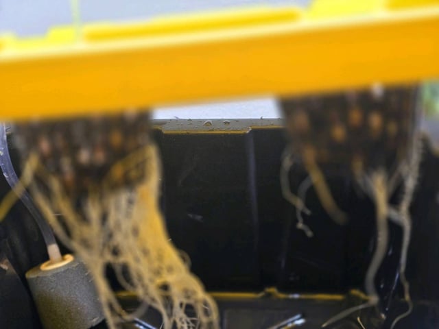 Oceanz 16 — seedling_rooting, day 6