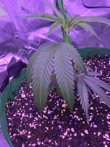 FIRST GROW — vegetative, day 11