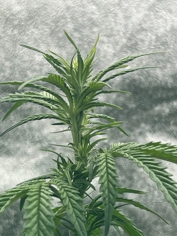 My First Four — flower, day 60