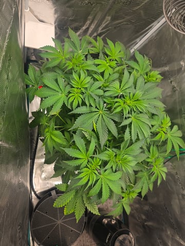Super Skunk Auto  — grow_setup, day 2