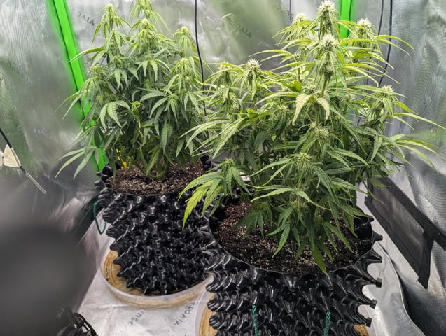 Titan F1 grow  — flower, day 50