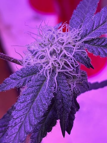 White Widow & Skittlez — flower, day 35