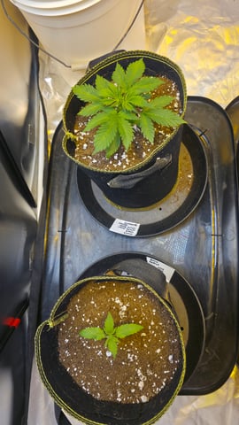 Bounce Back — grow_setup, day 2