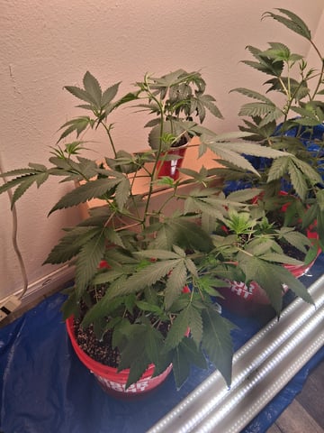 S&D  First Grow — vegetative, day 32