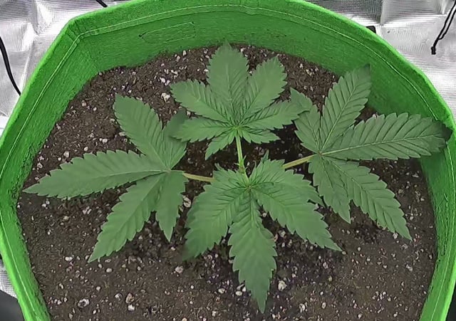 FastBuds Photo-Lemon Mandarin  — vegetative, day 25