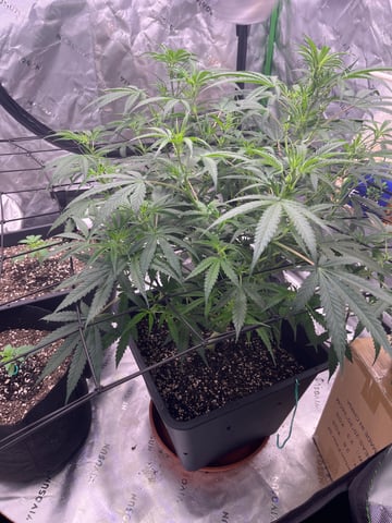 Blueberry auto — flower, day 57