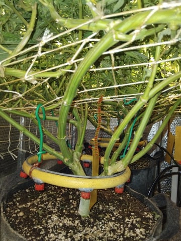 son of a peach 1 — flower, day 32