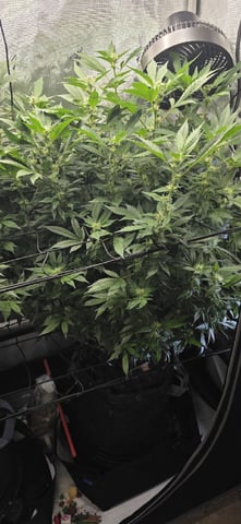 Ace Killer OG — flower, day 62