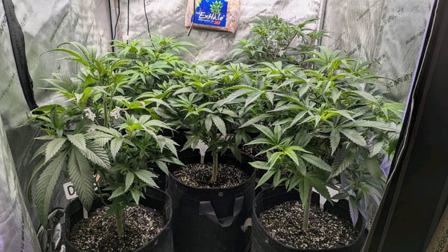 1st Photo Run — vegetative, day 2