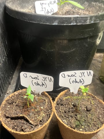 Mike Tyson Colab — seedling_rooting, day 8