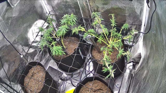 Blue Dream Feminized  — vegetative, day 65
