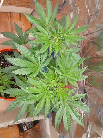 triangle kush  — vegetative, day 11