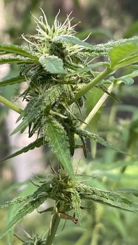 UNKNOWN IS NOW KNOW.  SHE’S Earthquake!!!!  — flower, day 16