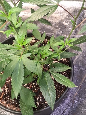 S&D  First Grow — vegetative, day 7