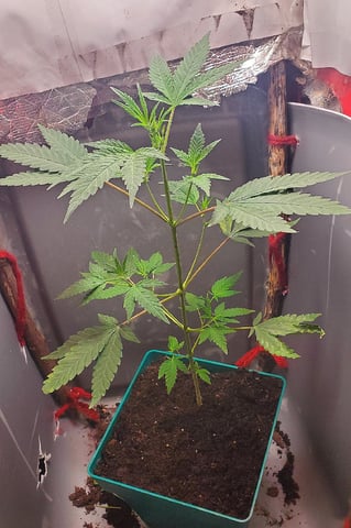 Plant 10A — flower, day 60