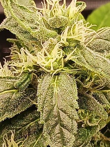 4th grow  — germination, day 26