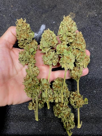 queen of soul X cap junky 