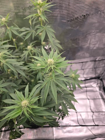 Northern lights #10 (Alaska) — flower, day 55