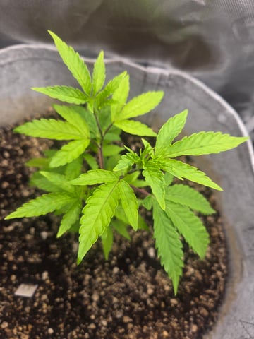 Looking for advice! — vegetative, day 15