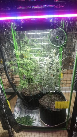 Gelato & Amnesia  — flower, day 48