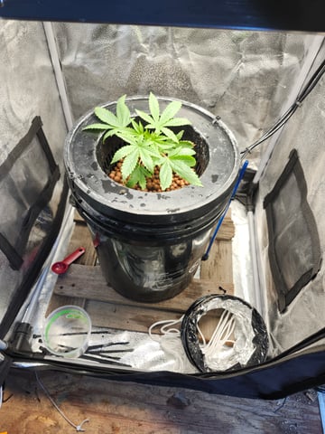 First Organic Hydro Grow. — vegetative, day 14