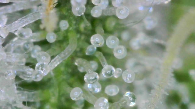 tropickle — flower, day 106