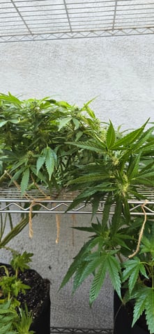 Mystery Weed Plant — flower, day 133