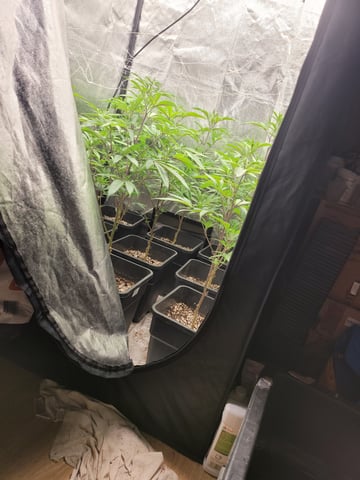 #3 — flower, day 24